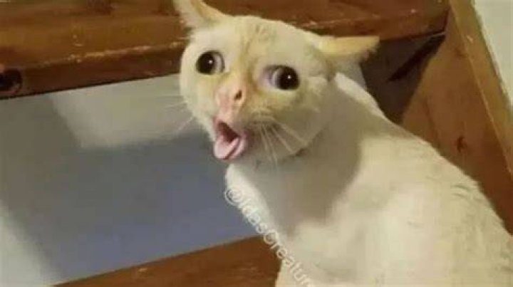Coughing Cat Meme Template Pi&ntilde;ata Farms The best meme generator and