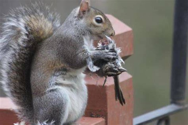 Do Squirrels Eat Meat? Are They Omnivores or Vegetarians?