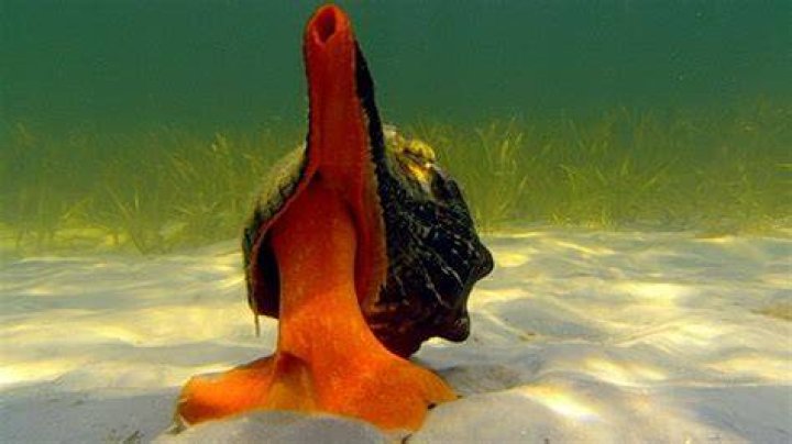 Giant Horse Conch & Burglar Hermit Crabs Blue BBC Earth