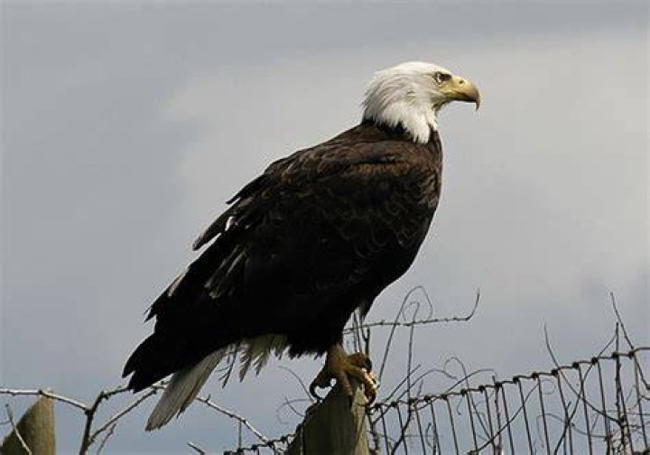 How Much Does a Bald Eagle Cost?