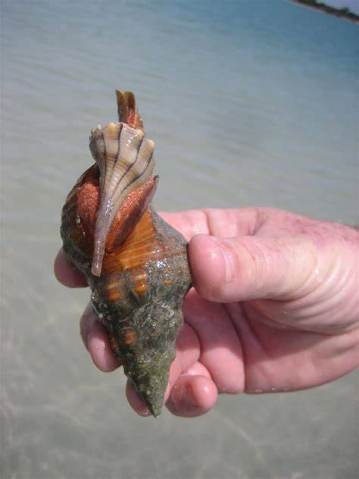 Mighty, the Horse Conch
