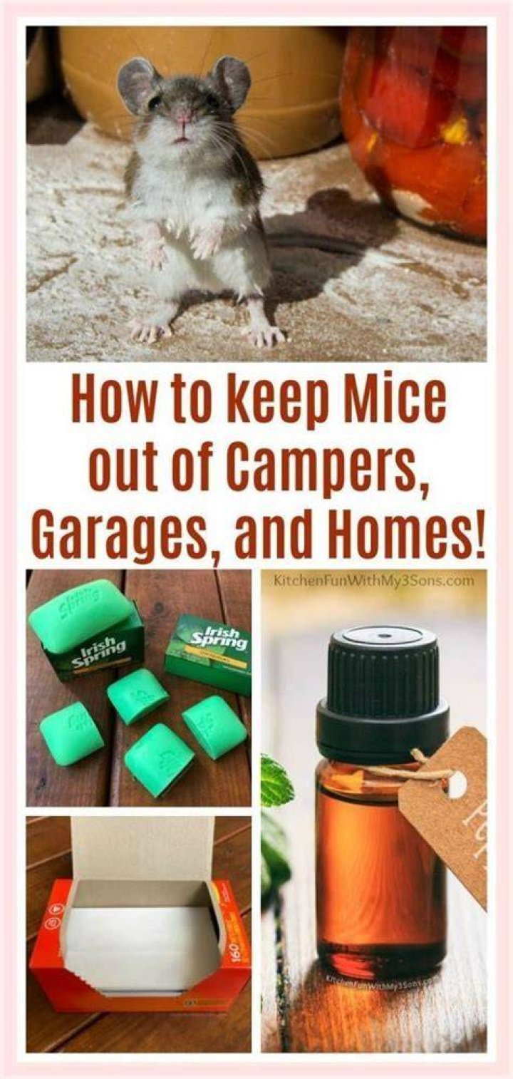 The Rodent Repellent You Never Knew You Needed