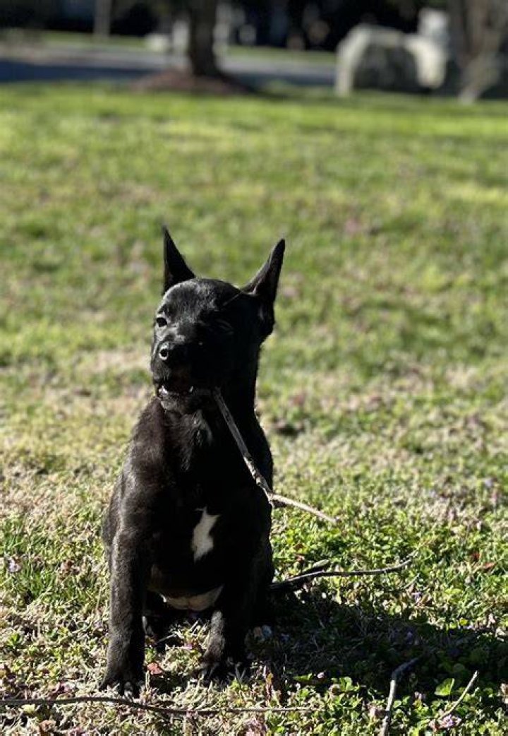 Unveiling The Enchanting World Of Great Dane French Bulldog Mixes