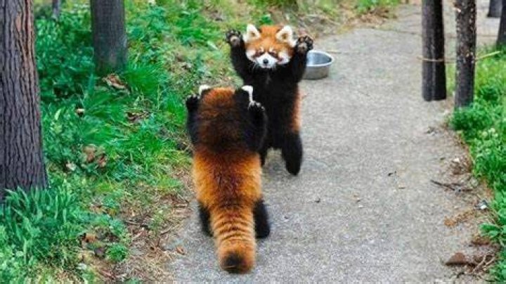 Unveiling The Truth: Red Pandas